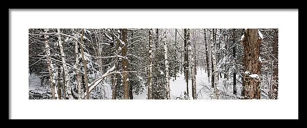 Forest Framed Print featuring the photograph Winter forest landscape panorama by Elena Elisseeva