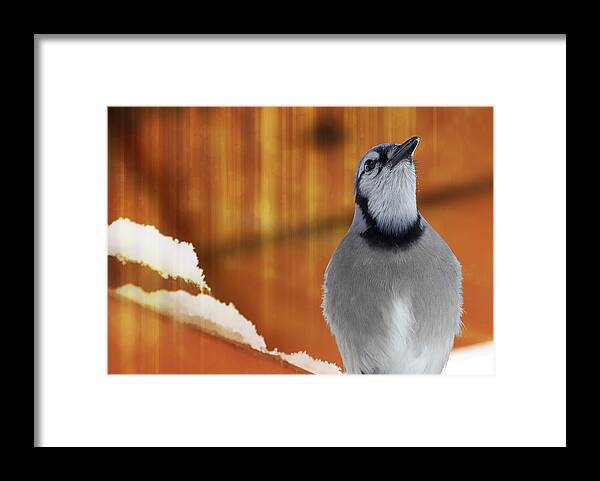 Bird Framed Print featuring the photograph Winter Heat Blue Jay by Bill and Linda Tiepelman