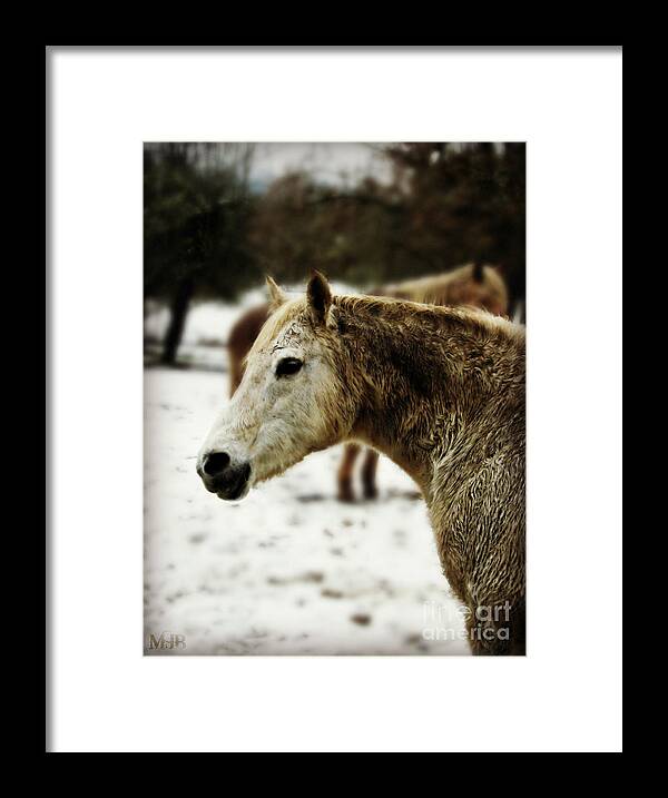 Horse Framed Print featuring the photograph Winter Horse by Mindy Bench