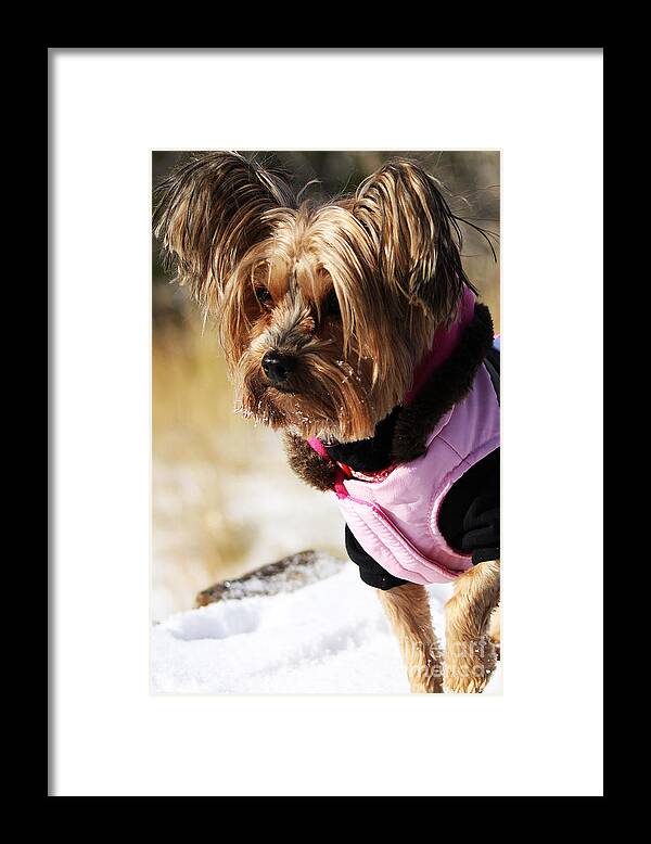 Dog Framed Print featuring the photograph Winter Jacket by Alyce Taylor