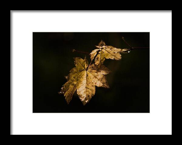 Winter Framed Print featuring the photograph Winter Leaves by Ron Roberts