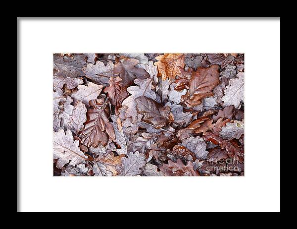 Leaves Framed Print featuring the photograph Winter by Paul Cowan