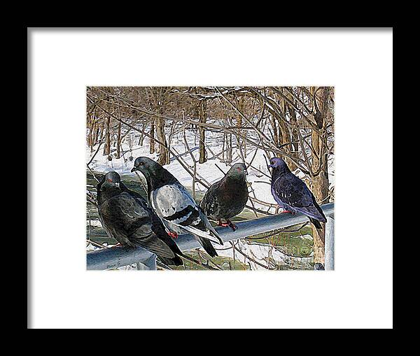 Birds Framed Print featuring the photograph Winter Pigeon Party by Nina Silver