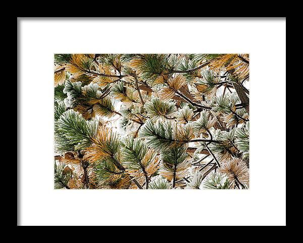 Pine Framed Print featuring the photograph Winter Pines by Paul Berger