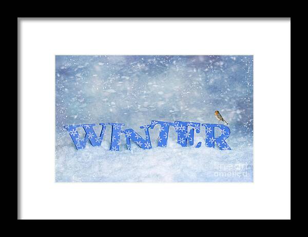Winter Framed Print featuring the photograph Winter Robin by Amanda Elwell