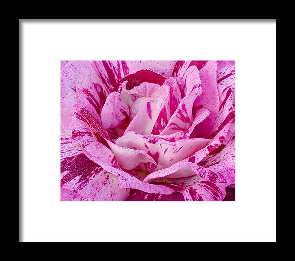 Purple Framed Print featuring the photograph Winter Rose by Heidi Smith