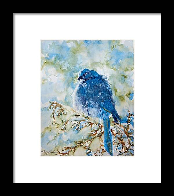Bluejay Framed Print featuring the painting Winter Scrub Jay on Juniper watercolor by CheyAnne Sexton by CheyAnne Sexton