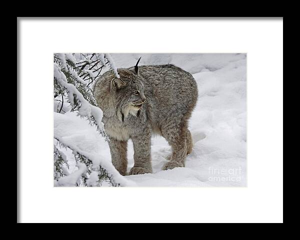 Lynx Framed Print featuring the photograph Winter Splendor- Canadian Lynx by Inspired Nature Photography Fine Art Photography
