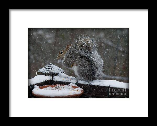 Sandra Clark Framed Print featuring the photograph Winter Squirrel 3 by Sandra Clark