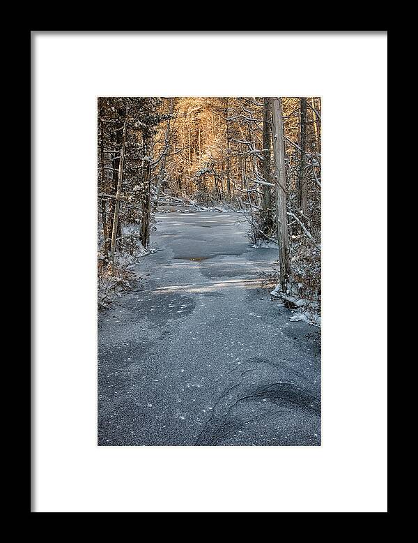 Pine Barrens Framed Print featuring the photograph Winter Sun On Trees by Denise Bush