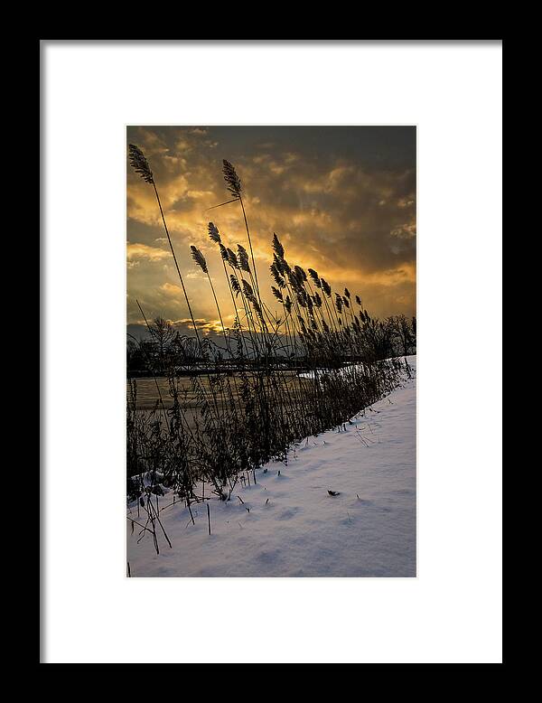 Lake Framed Print featuring the photograph Winter sunrise through the reeds by Chris Bordeleau