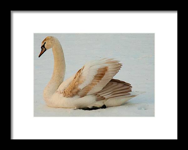Swan Framed Print featuring the photograph Winter Swan Song by Bruce Carpenter