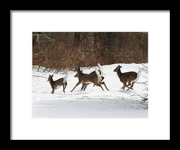 Deer Framed Print featuring the photograph White Tailed Deer Winter Travel by Neal Eslinger