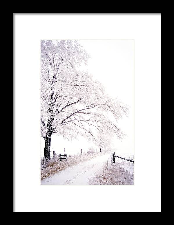 Ice Framed Print featuring the photograph Winter tree and lane by John Bartosik
