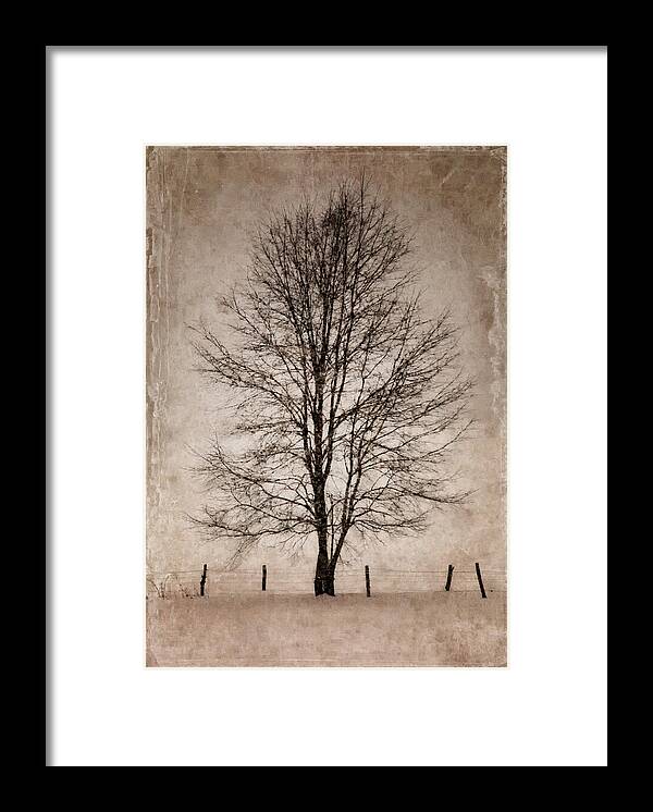Winter Framed Print featuring the photograph Winter Tree by Fred LeBlanc