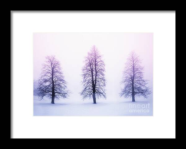 Trees Framed Print featuring the photograph Winter trees in fog at sunrise by Elena Elisseeva