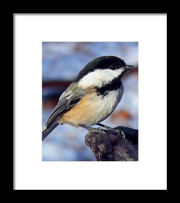 Winter Framed Print featuring the photograph Winter Visitor by Gigi Dequanne