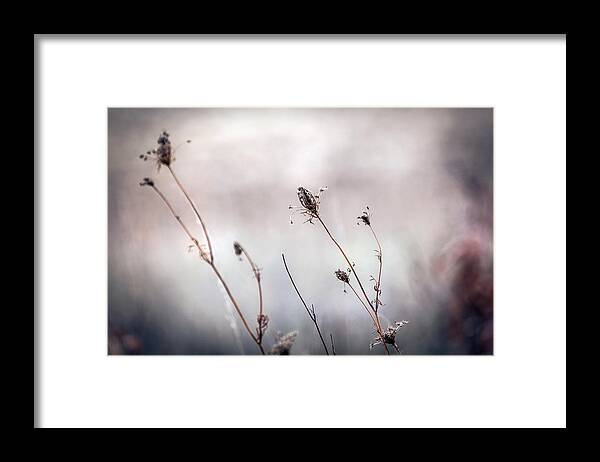 Country Framed Print featuring the photograph Winter Wild Flowers by Sennie Pierson