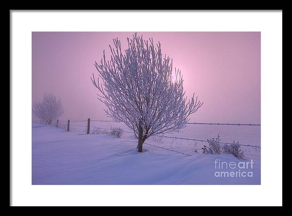Frost Framed Print featuring the photograph Winter Wonder Land by Dan Jurak