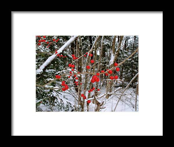 Red Framed Print featuring the photograph Winterberry by David Pickett