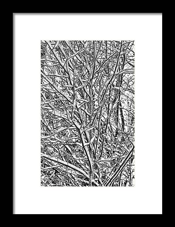 Snow Framed Print featuring the mixed media Winters Branches by John Haldane