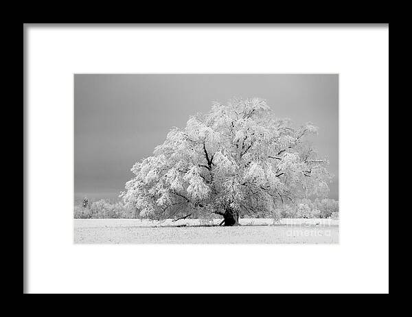 Tree Framed Print featuring the photograph Winter's majesty II by Lori Dobbs