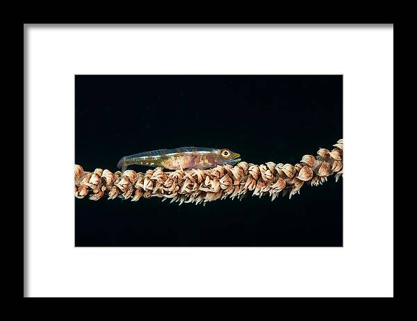 Wire Coral Goby Framed Print featuring the photograph Wire Coral Goby by Andrew J. Martinez