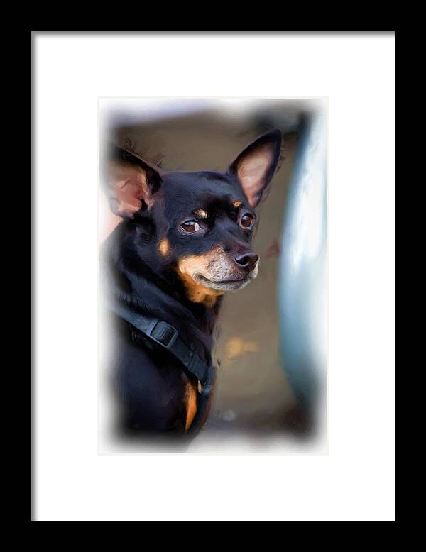Chihuahua Framed Print featuring the photograph Wisdom in a Tiny Package by Monroe Payne