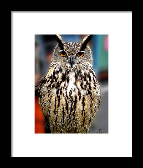 Colette Framed Print featuring the photograph Wise forest mountain Owl Spain by Colette V Hera Guggenheim