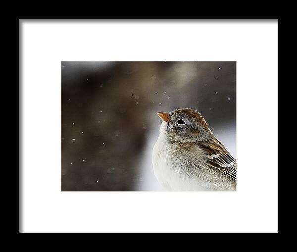 Wildlife Framed Print featuring the photograph Wishing upon a Snowflake by Jan Killian