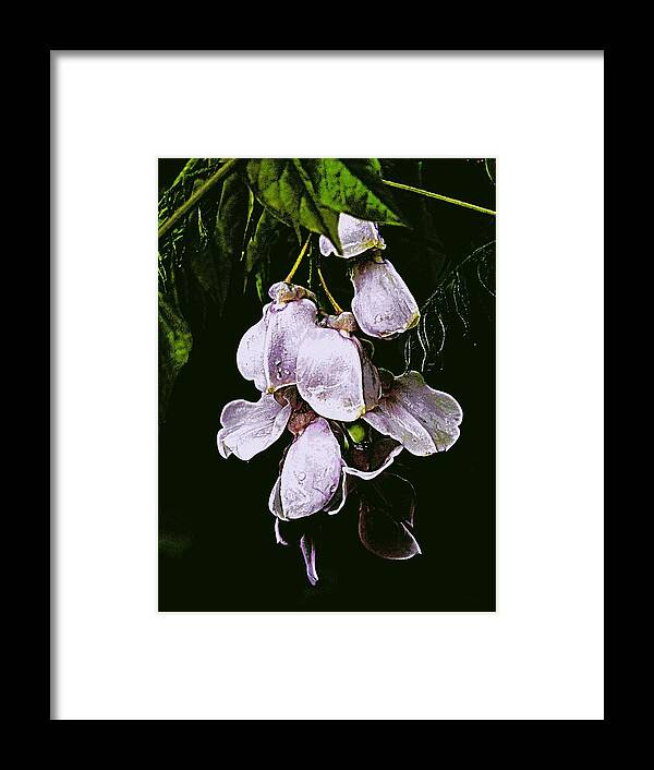 Flora Framed Print featuring the digital art Wisteria Simple by Tg Devore