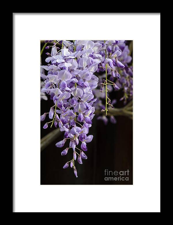 Wisteria Framed Print featuring the photograph Wisteria by Tamara Becker