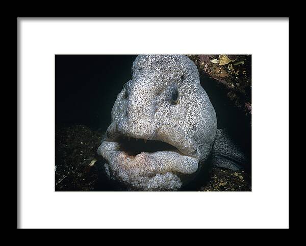 Anarhichadidae Framed Print featuring the photograph Wolf-eel by Jeff Rotman