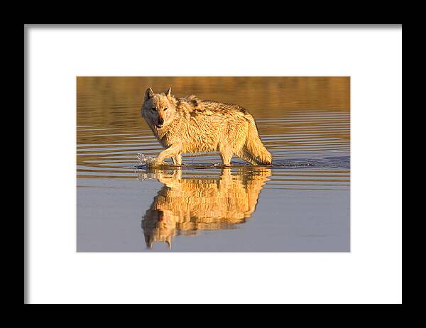 Gray Wolf Framed Print featuring the photograph Wolf Reflection by Aaron Whittemore