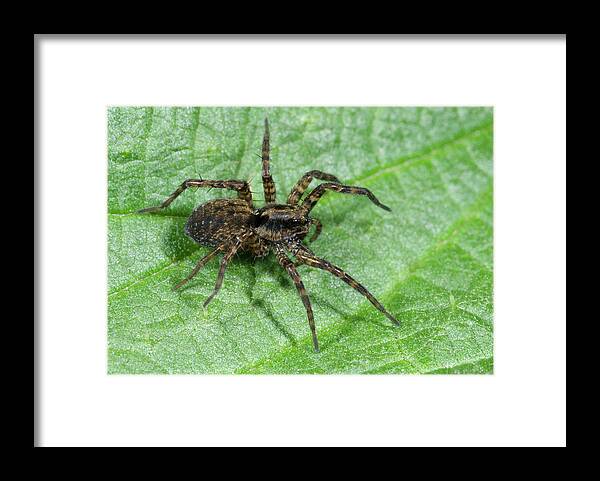 Arachnid Framed Print featuring the photograph Wolf Spider by Nigel Downer