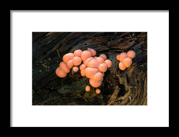 Mold Framed Print featuring the photograph Wolf's Milk Slime Mould by Nigel Downer
