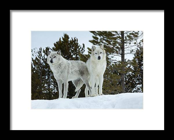 Wolf Framed Print featuring the photograph Wolves - Partners by Fran Riley