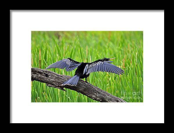 Anhinga Framed Print featuring the photograph Wonderful Wings by Al Powell Photography USA