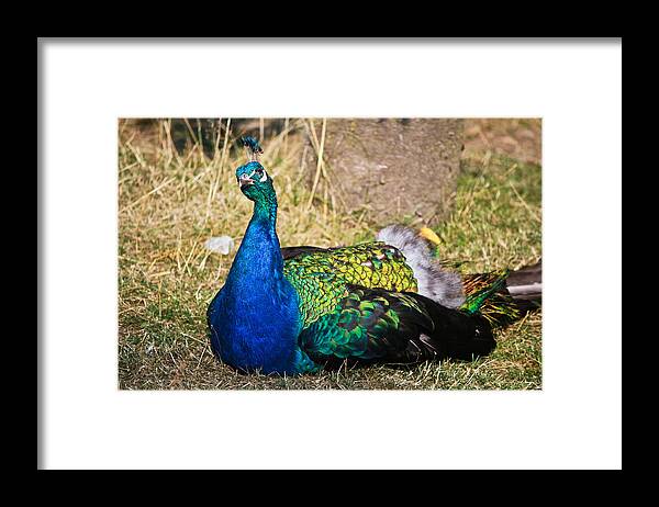 Peacock Framed Print featuring the photograph Wondering male peacock by Eti Reid