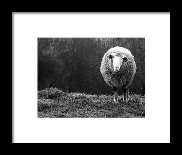 #faatoppicks Framed Print featuring the photograph Wondering Sheep by Ajven