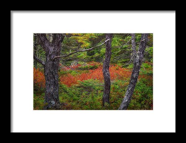 Acadia Framed Print featuring the photograph Wonderland by Darylann Leonard Photography