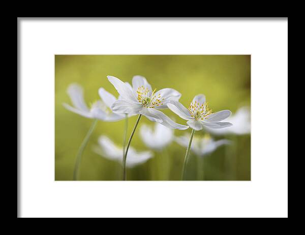 Anemone Framed Print featuring the photograph Wood Anemones by Mandy Disher