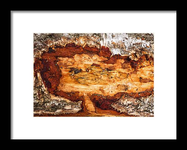 Wood Framed Print featuring the photograph Wood closeup - tree trunk by Matthias Hauser