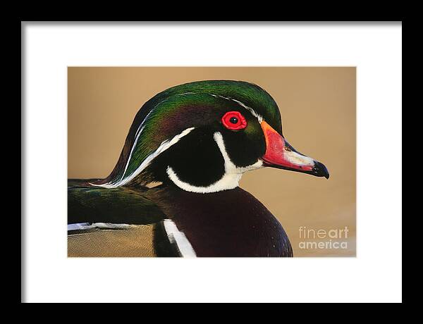 Landscapes Framed Print featuring the photograph Wood Duck Color by John F Tsumas