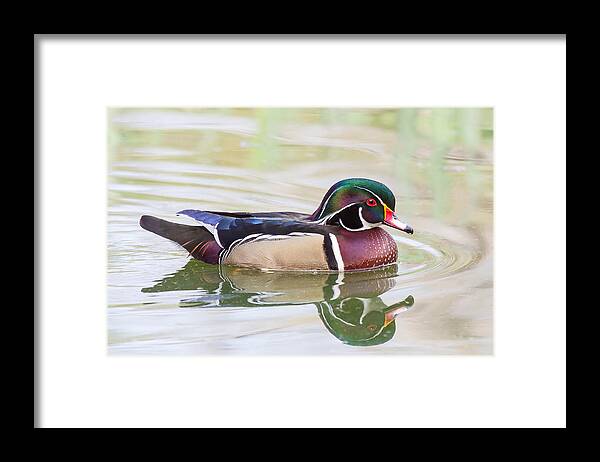 Wood Duck Drake Framed Print featuring the photograph Wood Duck Drake by Leslie Morris