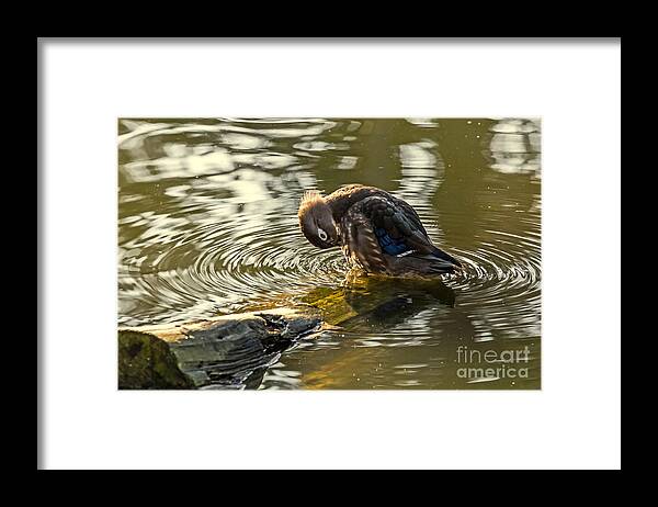 Aix Sponsa Framed Print featuring the photograph Wood Duck Hen Preening by Kate Brown