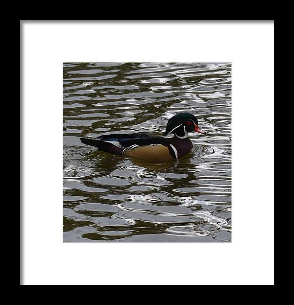 Duck Framed Print featuring the photograph Wood Duck on Water by Lawrence Christopher