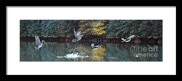 Wood Ducks Taking Off In Flight Framed Print featuring the photograph Wood ducks taking off in flight by Dan Friend