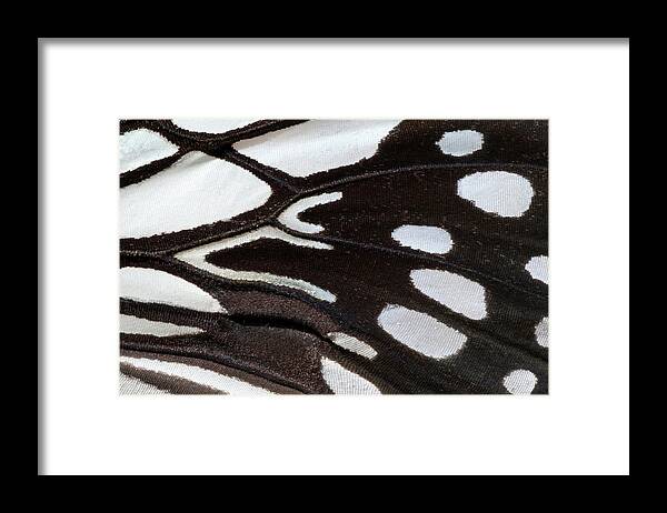 Insect Framed Print featuring the photograph Wood Nymph Butterfly Wing Markings by Nigel Downer