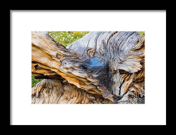 Tree Framed Print featuring the photograph Wood Patterns in Summer by Teri Atkins Brown